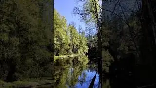 Спокойная река (со звуком). #nature #природа #travel #wildlife