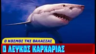 Λευκός Καρχαρίας - Ο πιο φημισμένος κυνηγός των θαλασσών
