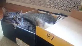 Cat in the box    Cat freaking out