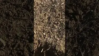 Находка🔥 Турецкая монета СЕЛИМ lll 
