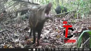 Dezenas de porcos no tucumã
