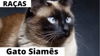 Conheça melhor a raça dos gatos Siameses  😺😹🤗😍🥰