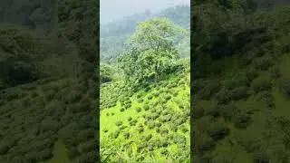 Beautiful Hill View | Nature Whatsapp Status | Moumita Mohanta | 