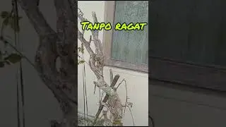 lakukan cara ini gk makan biaya sepeserpun||penanganan bougenvile taman#shortsvideo#bonsai#
