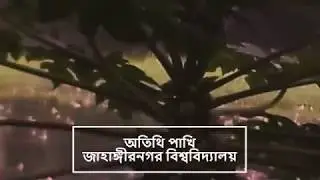 OTITHI PAKHI | JAHANGIRNAGAR UNIVERSITY | অতিথি পাখি -জাহাঙ্গীরনগর বিশ্ববিদ্যালয়