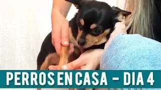 Masaje Para Perros  | Día 4