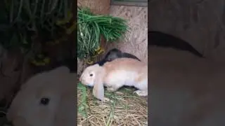 Jak rozpocząć hodowle królików #1