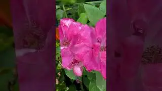 Take That 🌳 Never Forget. La Vida a Todo Color.... y Natural. #shortsvideo for all #subscribers.