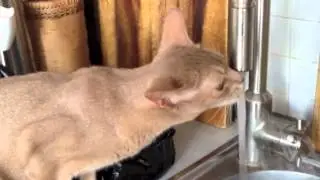 Алиса пьет воду из под крана