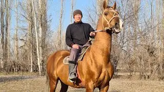 мына ДОНЧАК АТ 1,70
