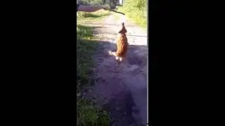 веселый пес