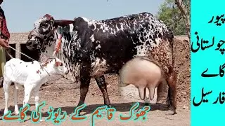 1عددپیور چولستانی بہت ہی کمال کی گاے فارسیل جھوک قاسیم کے ریوڑ کی گاے مناسب ریٹ پہلن گاے کمال کر دیا