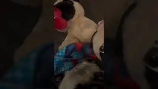 Pug Dog Phone Home