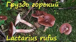 Груздь горький собирают всегда!