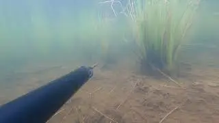Щучки под водой. Озеро Хрустальное 31.08.2024