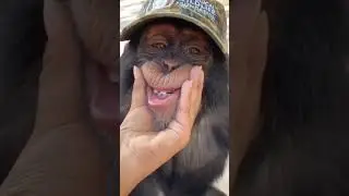 Monyet Lucu di Pegang Wajahnya Sambil Terompet 