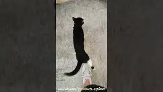 Kitten - Products Explorer YouTube Channel