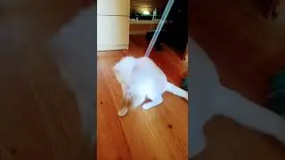 Кошка играется с игрушкой