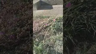 за мен е грешка ... като вземат гумите следват косачите ...