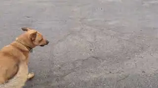 Собака играет