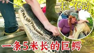 沼澤獵手：狩獵一條5米長巨鱷，一個人根本拉不動，可能重達200斤！紀錄片
