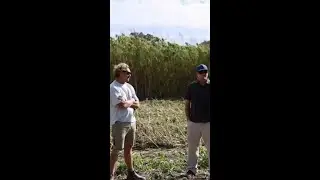 Hemp Industry - A Value Addition for Farmers 🧑‍🌾
#Hemp #Reels #Australia #hempco