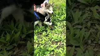 最可爱的小狗动作视频 #shorts #11156