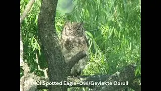 401 Spotted Eagle-Owl/Gevlekte Ooruil