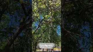 В центре Чистополя цветет яблоня🍏Сегодня прекрасная погода для прогулки✨ 