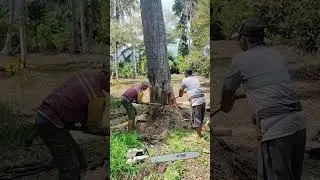 CARA CEPAT ROBOHKAN KAYU BESAR😱