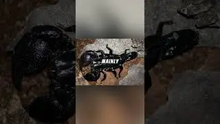 Emperor Scorpion Explained... 🦂⚔️👑   #explained#nature#fyp#science#habitat#history#tree#lecturer#fyp