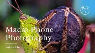 Macro Phone Photography Ideas with Samsung S20 Fe Part 3 ||Grasshopper