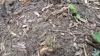 idiot tries to capture ant migration: fails miserably
