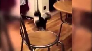 Кот удивил своих хозяев.