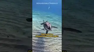 Dolphins Like to Get High 👀