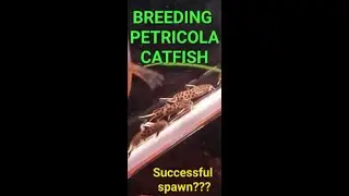 How to breed petricola catfish?