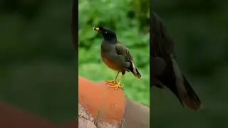 Beautiful Jungle Myna