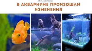 В аквариуме произошли изменения