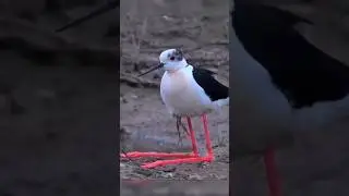 Мамина забота #птицы #birds #bird #stavropol #забота #мама #материнство #море #природа #юмор #short