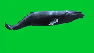 Blue Whale behind him green screen 