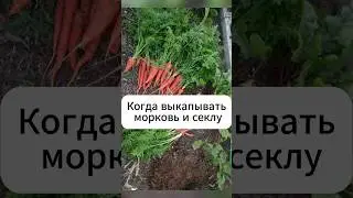 Когда выкапывать морковь и свёклу!  #дача #огород #морковь #свекла