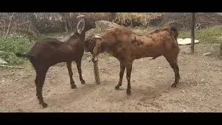 sirohi ka powerfully brider buck se meeting crossing