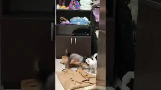 Френсис огненный парень! Свободен к бронированию.