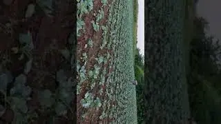 выращиваем капусту