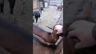 Наши любимые козы
