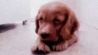 My Cocker dog - Ingrid