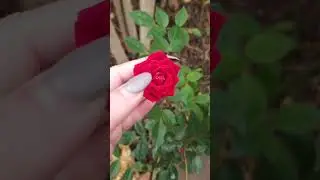Роза Чили клементин