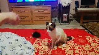 Snow shoe Manya kitty and favorite toy [ Маня играет с любимой игрушкой ]