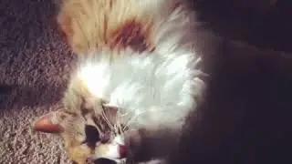 Paralyzed Kitten Surprises Everyone When She Regains Mobility After Vets Said
