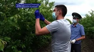 Сливу из Килинчинских садов проверили на вирусные заболевания